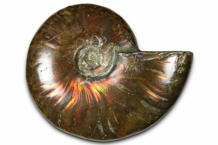 Polished Red Flash Ammonite (Cleoniceras) Fossil - Madagascar #367724